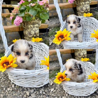 Les chiots de Berger Australien