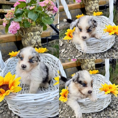 Les chiots de Berger Australien