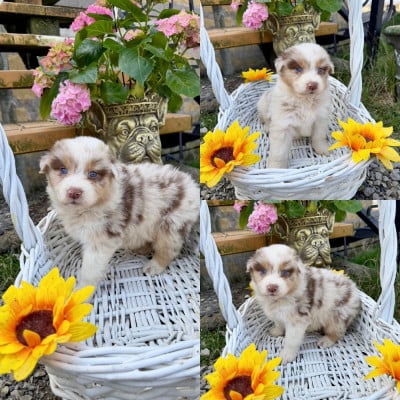 Les chiots de Berger Australien