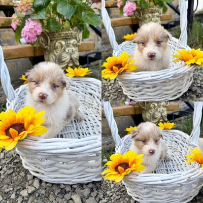 Les chiots de Berger Australien