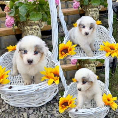 Les chiots de Berger Australien