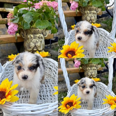 Les chiots de Berger Australien