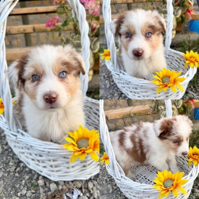 Les chiots de Berger Australien