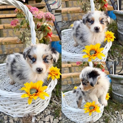 Les chiots de Berger Australien