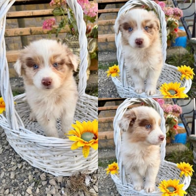 Les chiots de Berger Australien