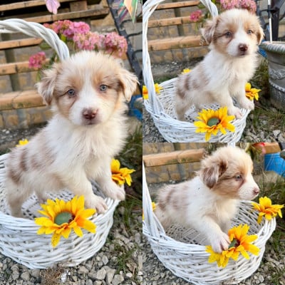 Les chiots de Berger Australien