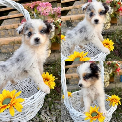 Les chiots de Berger Australien