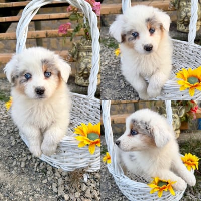 Les chiots de Berger Australien