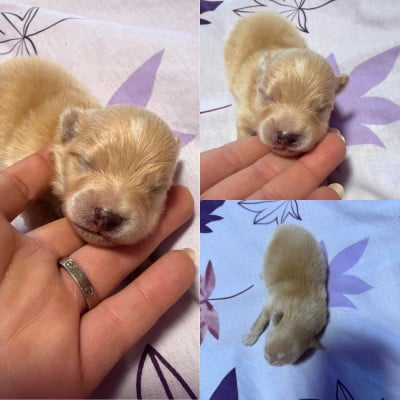 Les chiots de Spitz allemand