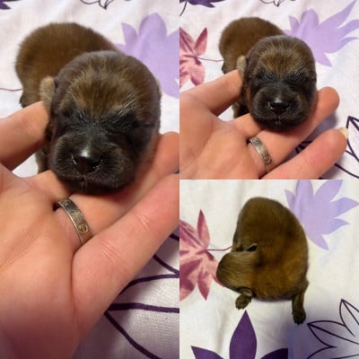 Les chiots de Spitz allemand