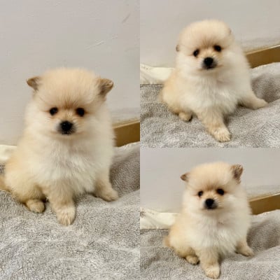 Les chiots de Spitz allemand