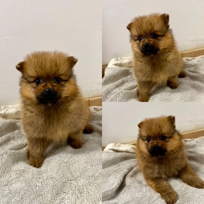 Les chiots de Spitz allemand