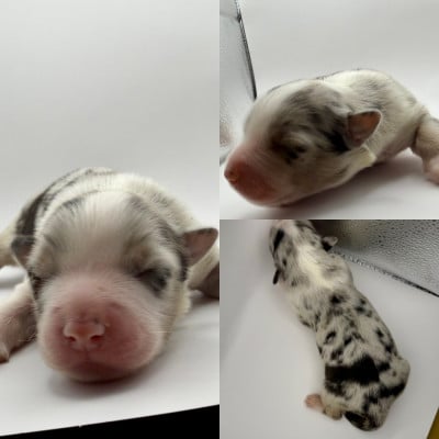 Chiot N°1 - Berger Australien
