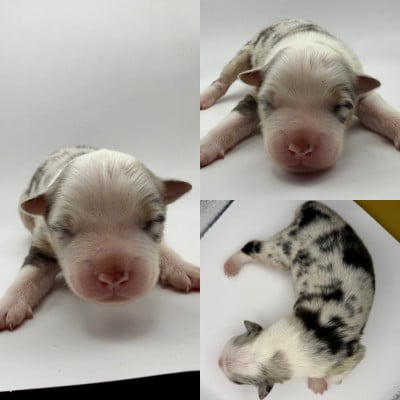 Chiot N°2 - Berger Australien