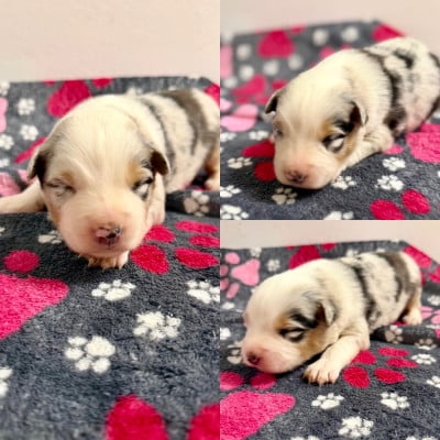 Les chiots de Berger Australien