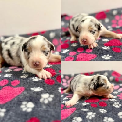 Les chiots de Berger Australien