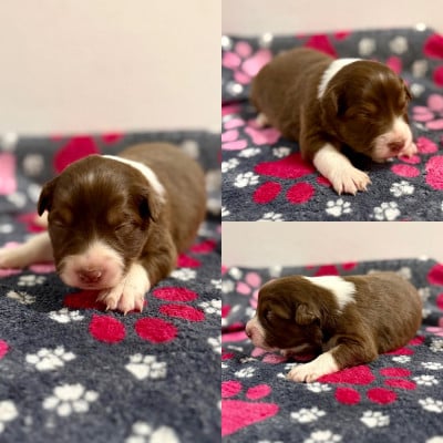 Les chiots de Berger Australien