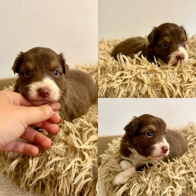 Les chiots de Berger Australien