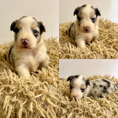Les chiots de Berger Australien