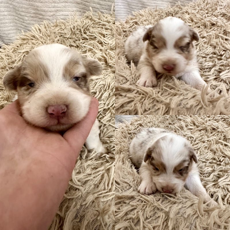 Berger Australien - De La Truffe Royale