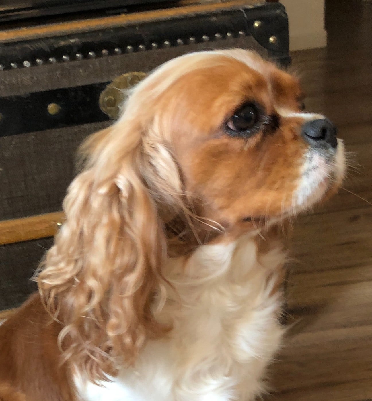 Unfinie de l'Aube des Hortensias