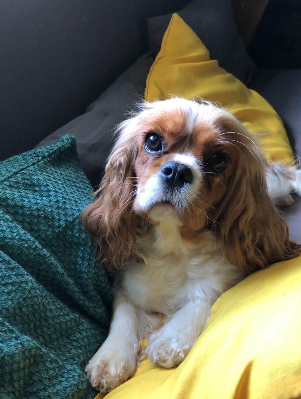 Unfinie de l'Aube des Hortensias