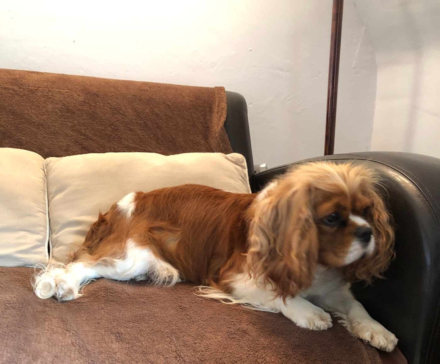 Unfinie de l'Aube des Hortensias