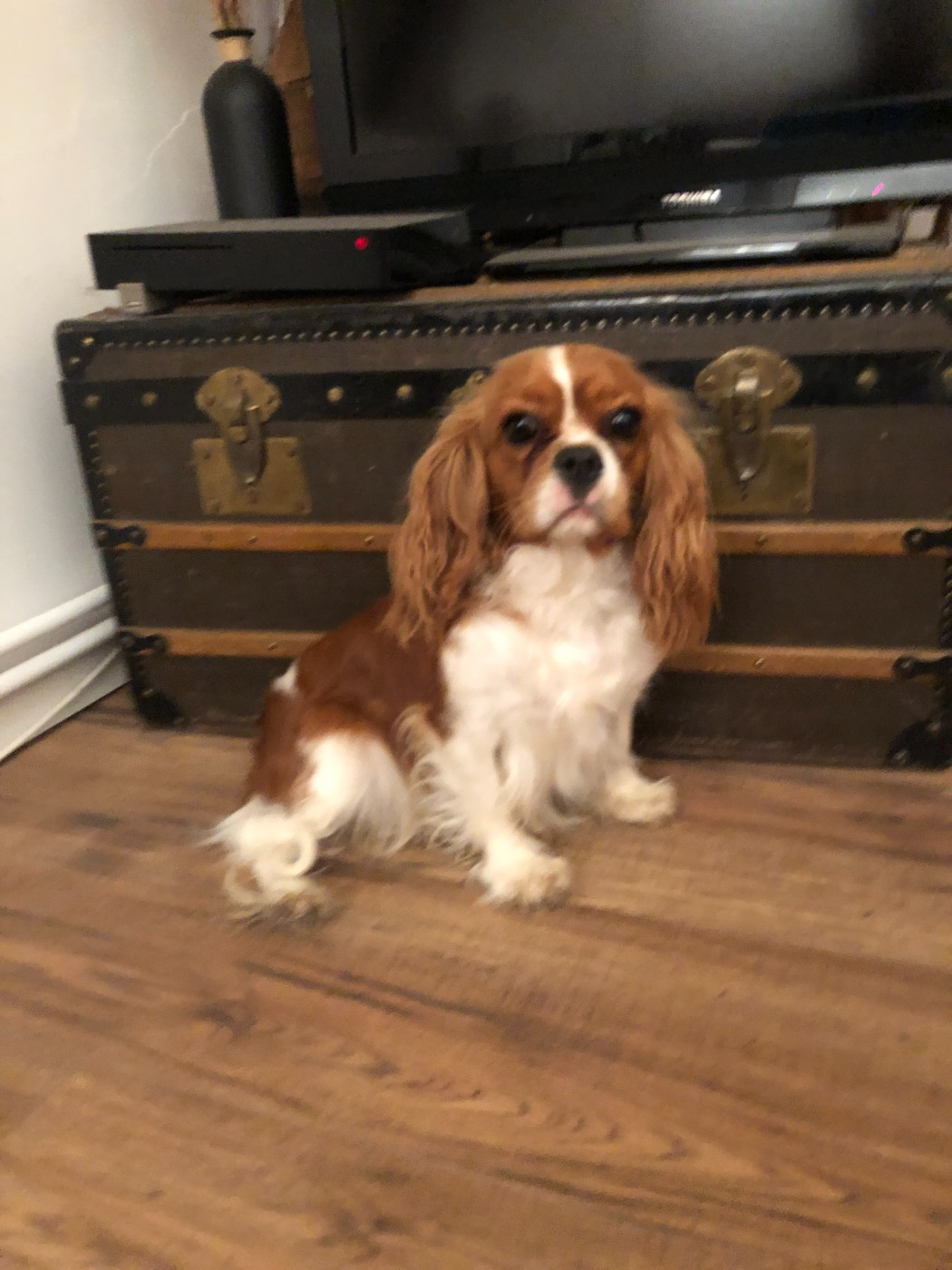 Unfinie de l'Aube des Hortensias