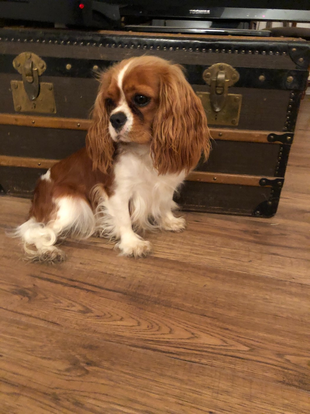 Unfinie de l'Aube des Hortensias