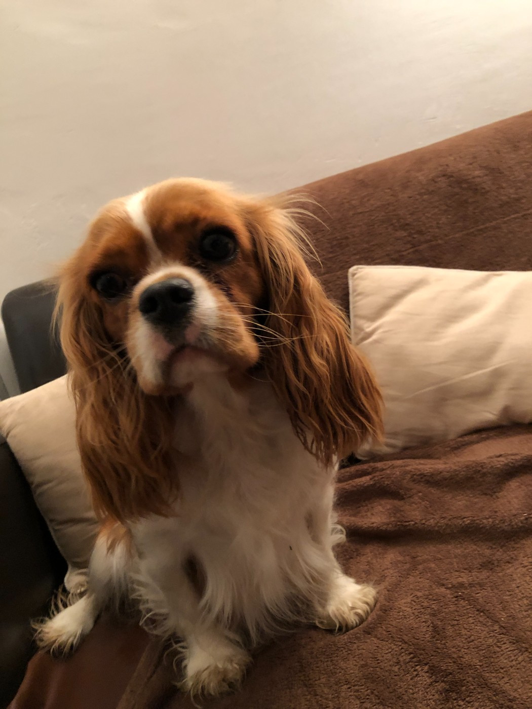 Unfinie de l'Aube des Hortensias