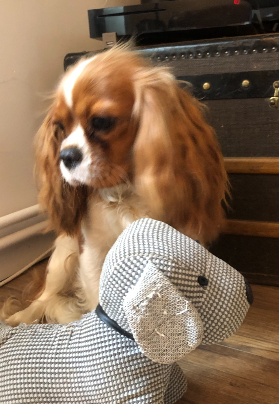 Unfinie de l'Aube des Hortensias