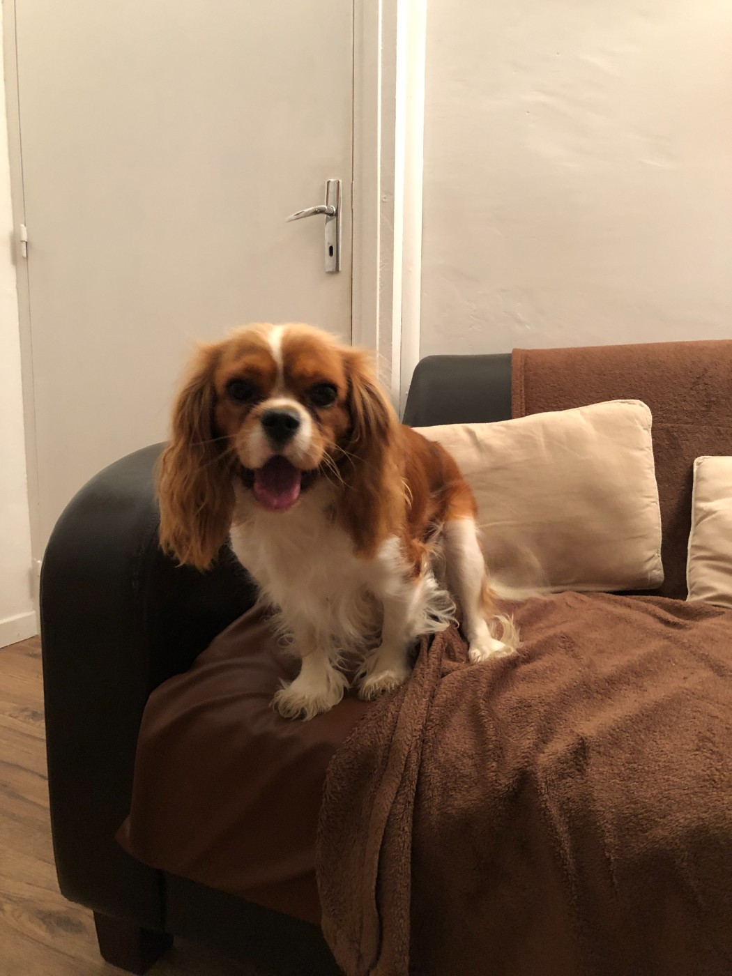 Unfinie de l'Aube des Hortensias