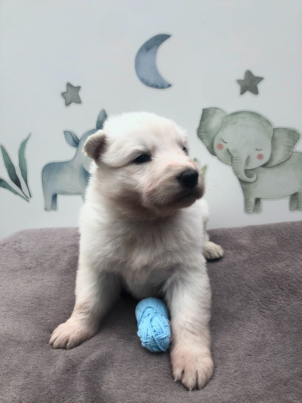 Berger Blanc Suisse - des Chemins d'Iris