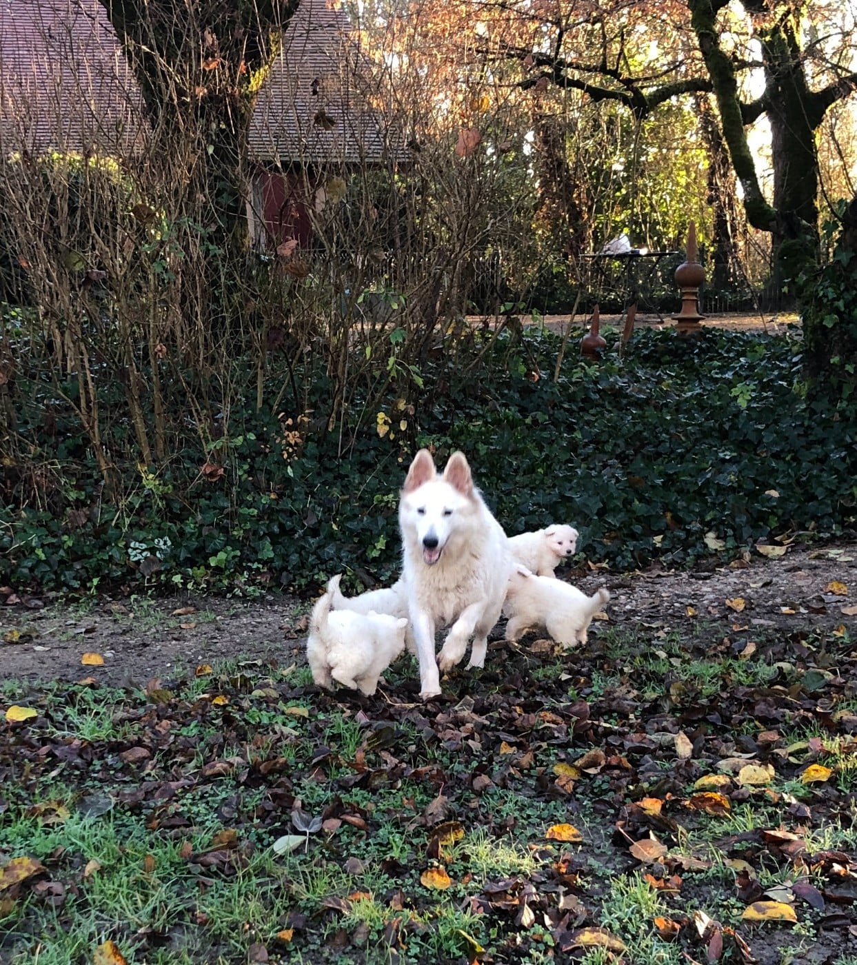 Berger Blanc Suisse - des Chemins d'Iris