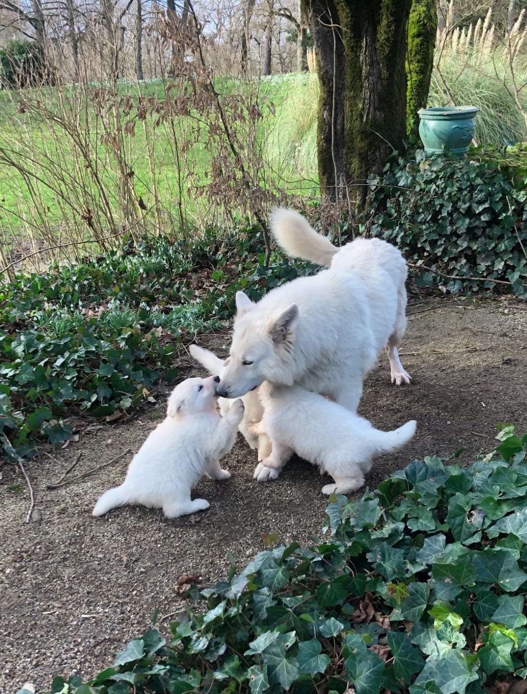 Berger Blanc Suisse - des Chemins d'Iris