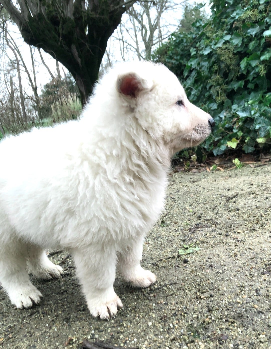 Arko des chemins d'iris