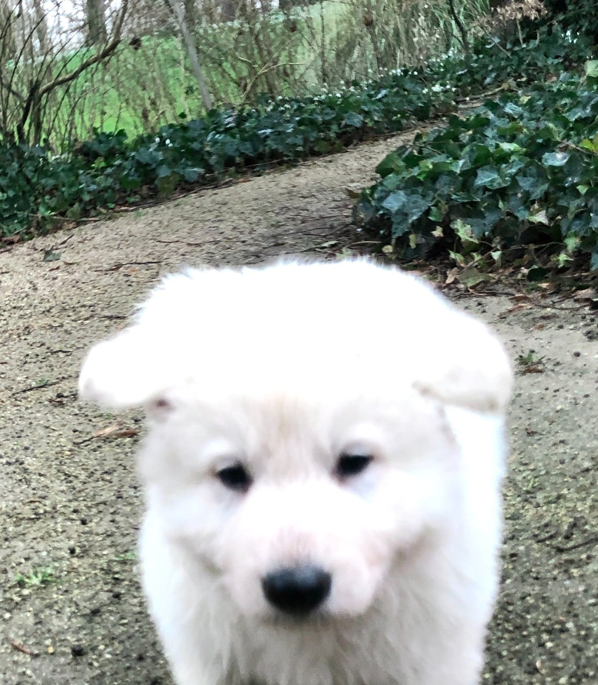 Arko des chemins d'iris