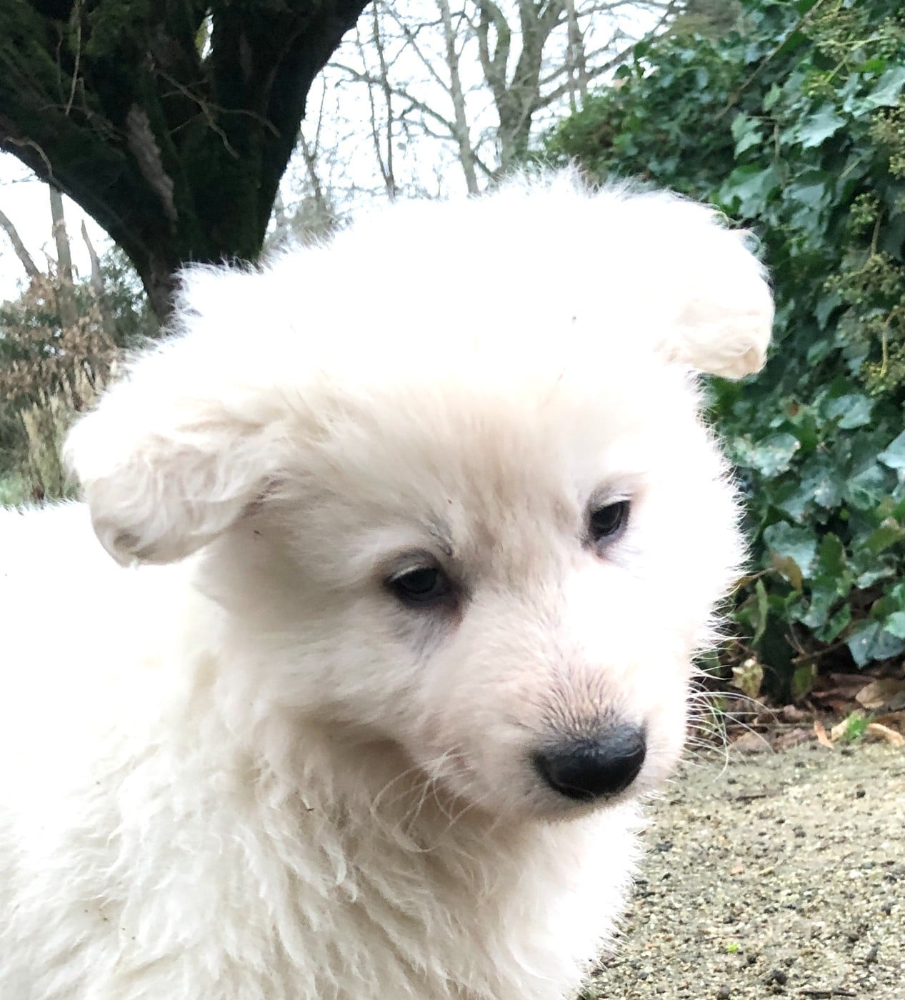 Arko des chemins d'iris