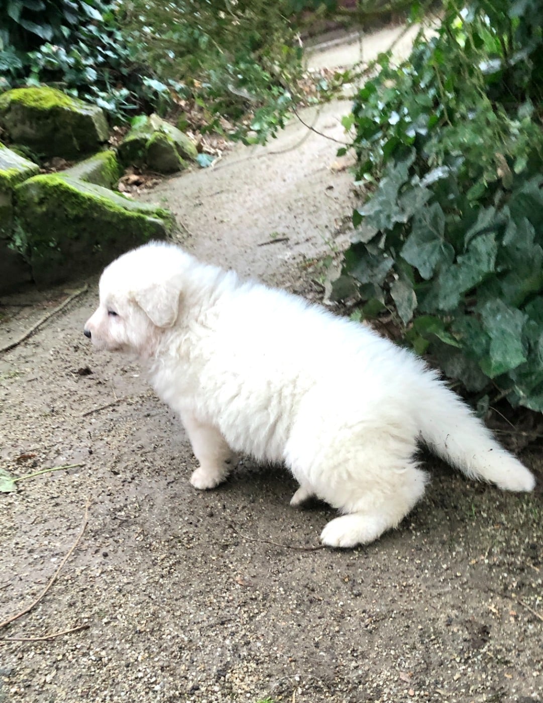 Atout des chemins d'iris