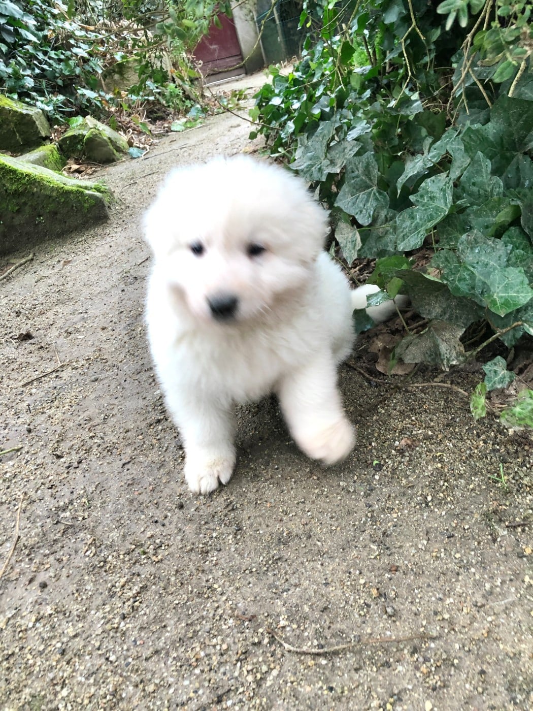 Atout des chemins d'iris