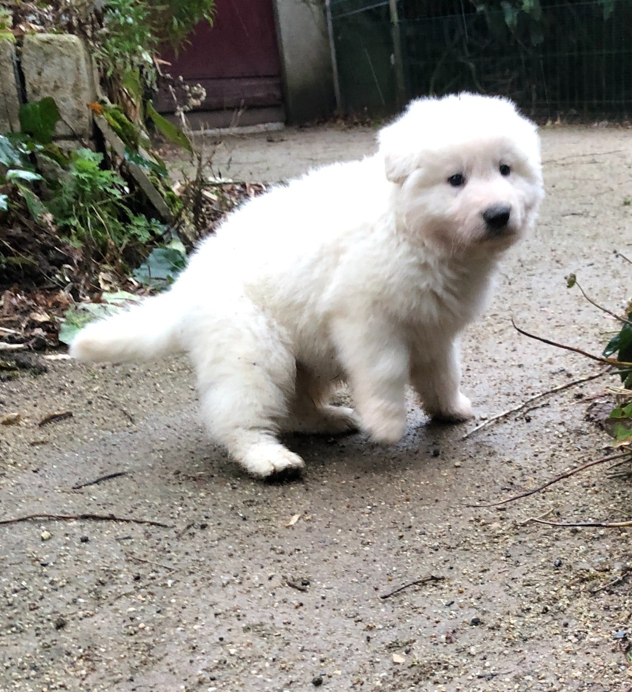 Atout des chemins d'iris