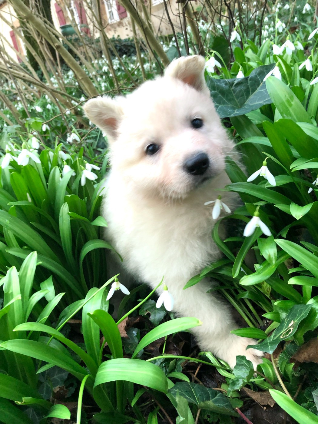 Ariel des chemins d'iris