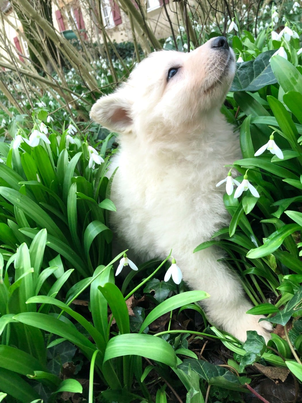 Ariel des chemins d'iris