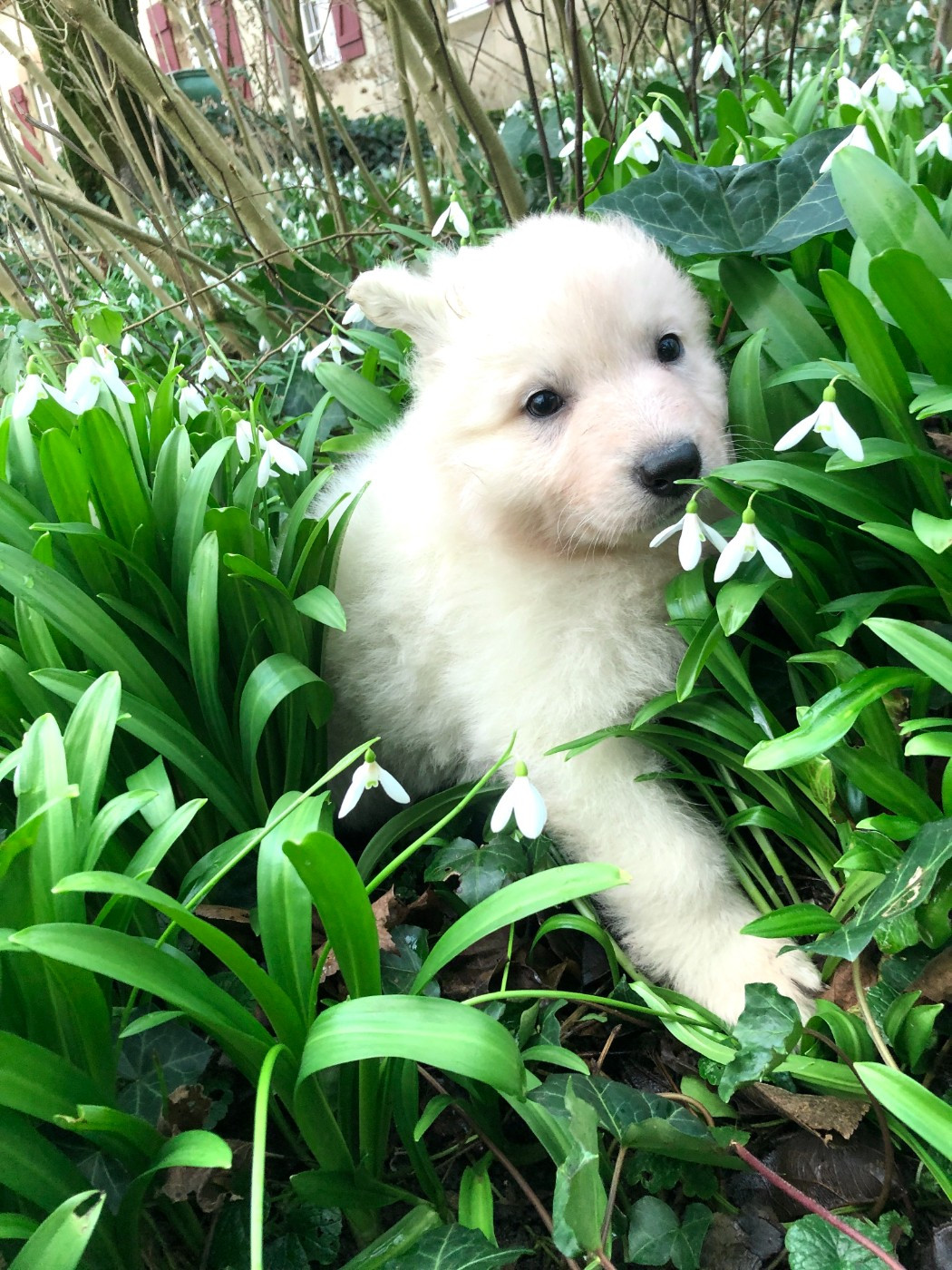 Ariel des chemins d'iris