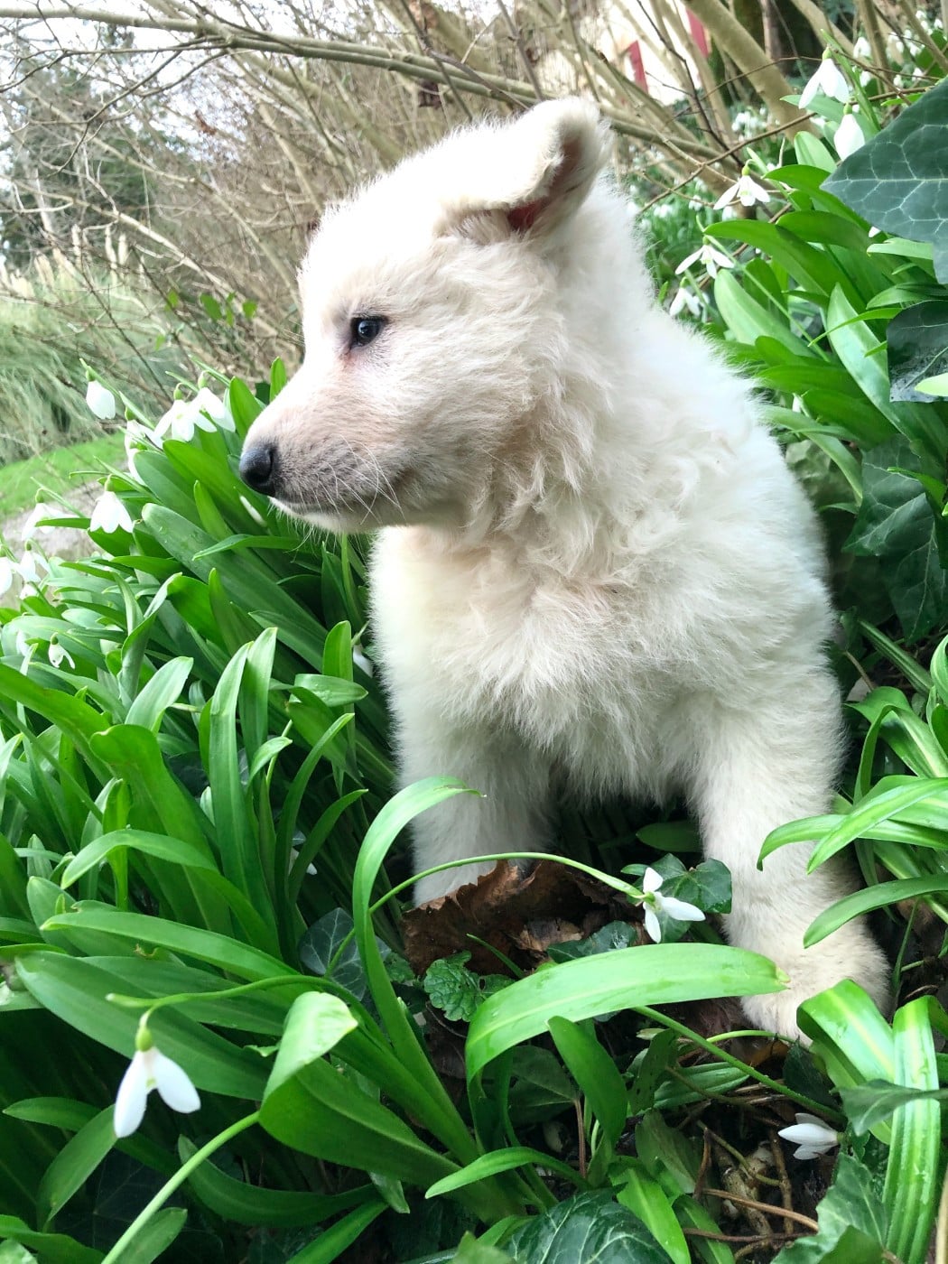 Altaya des chemins d'iris