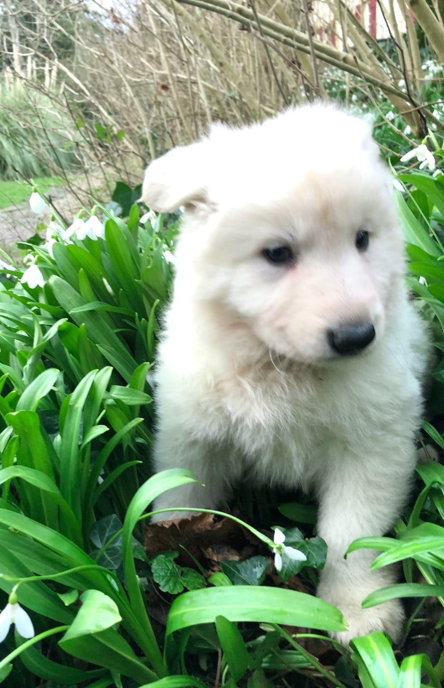 Altaya des chemins d'iris