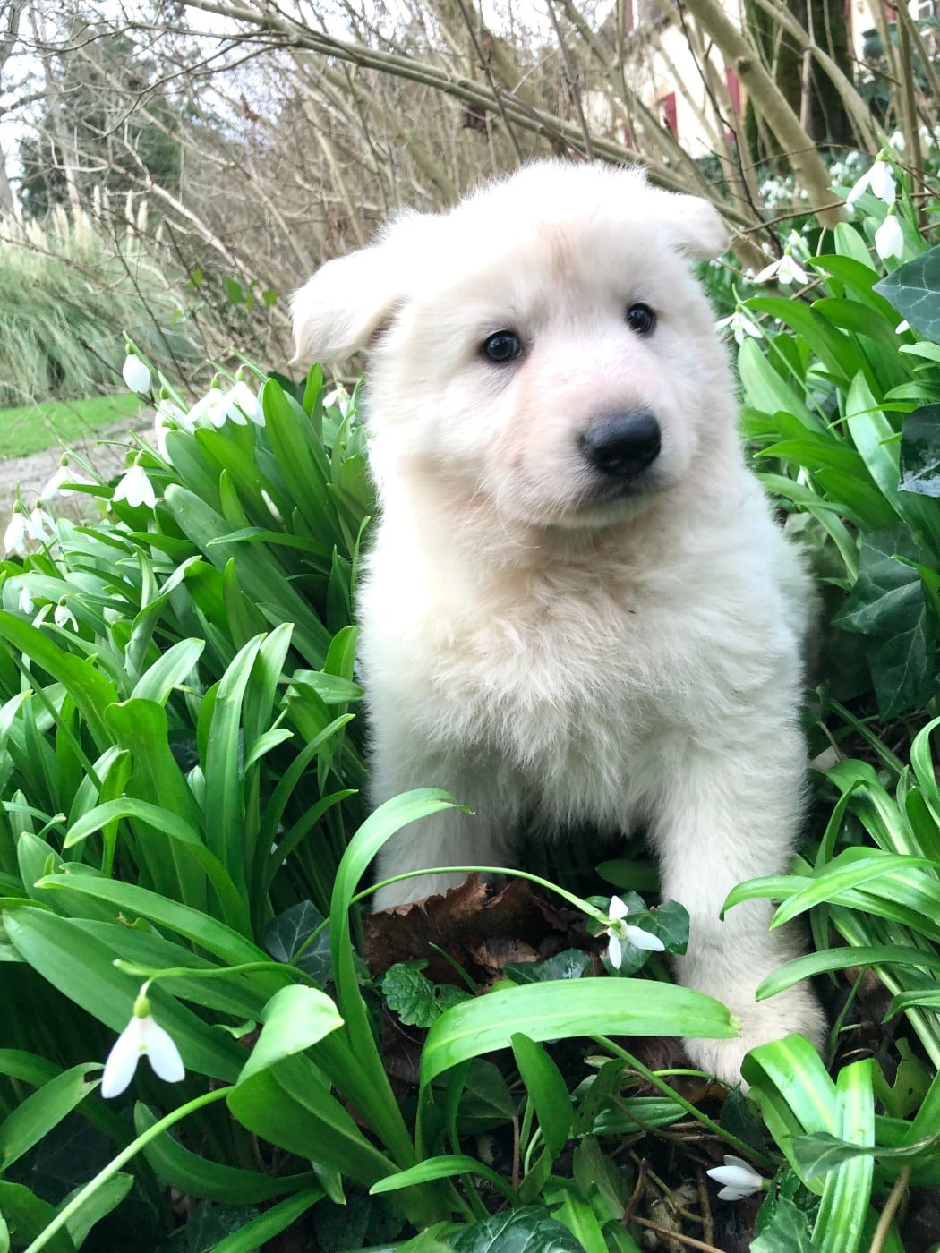 Altaya des chemins d'iris