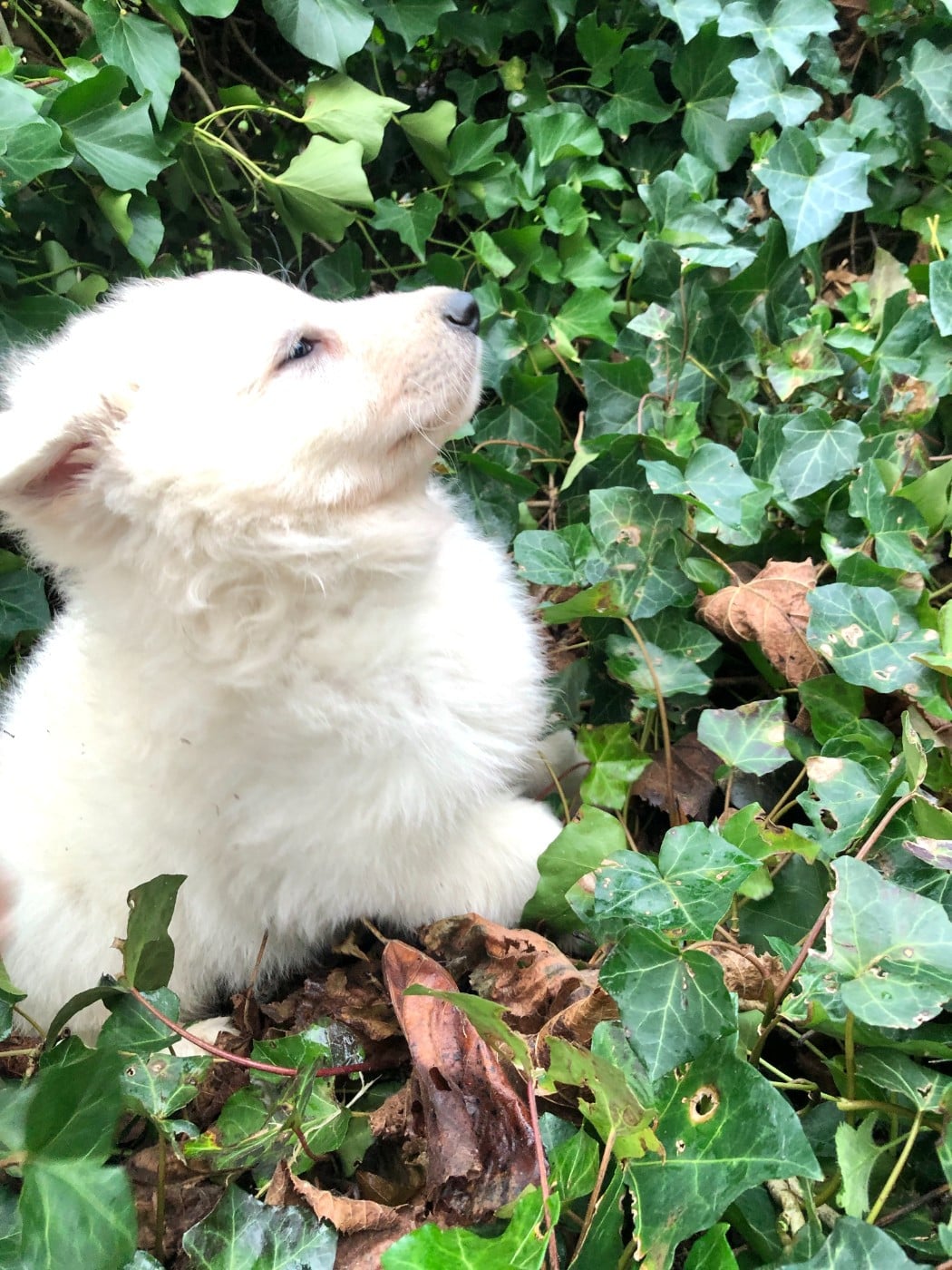 Artic des chemins d'iris