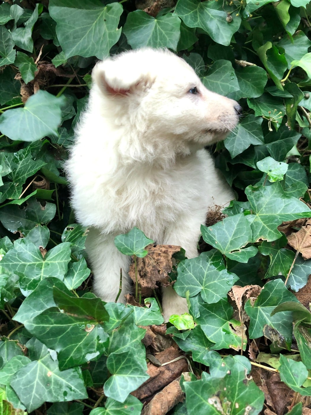 Artic des chemins d'iris