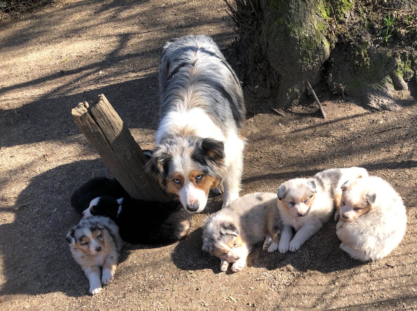 Berger Australien - des Chemins d'Iris
